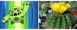 Pokémonstrorum Herbarium – Cacnea, Cacturne e Maractus